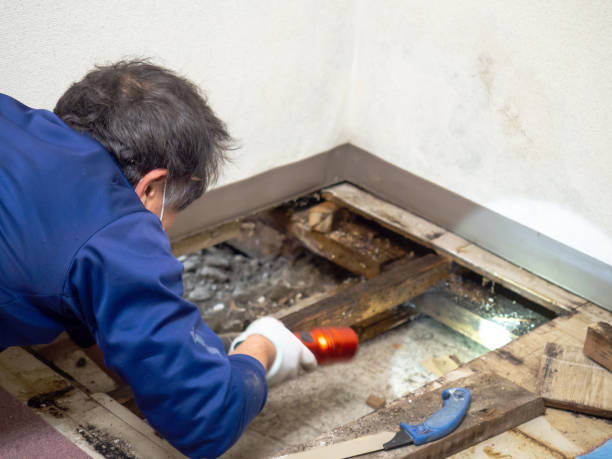 Best Fast Mold Removal  in Destrehan, LA