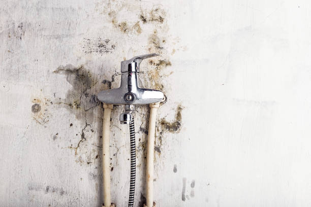 Best Black Mold Removal  in Destrehan, LA