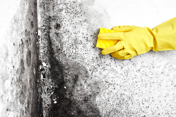 Office Mold Removal Services in Destrehan, LA