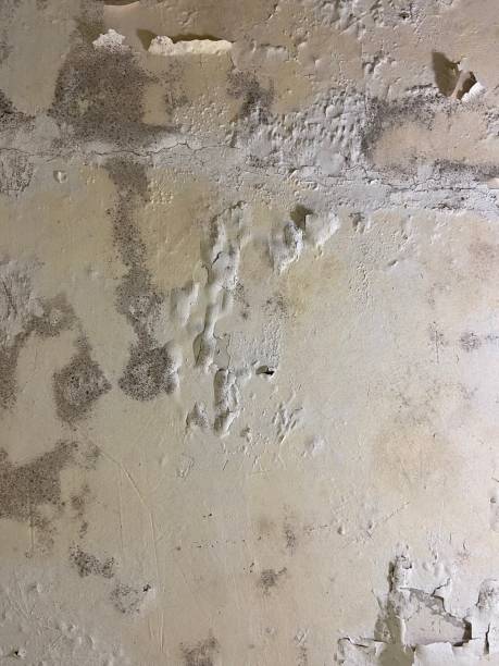 Best Office Mold Removal Services  in Destrehan, LA