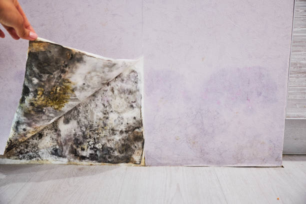 Best Local Mold Removal Service  in Destrehan, LA